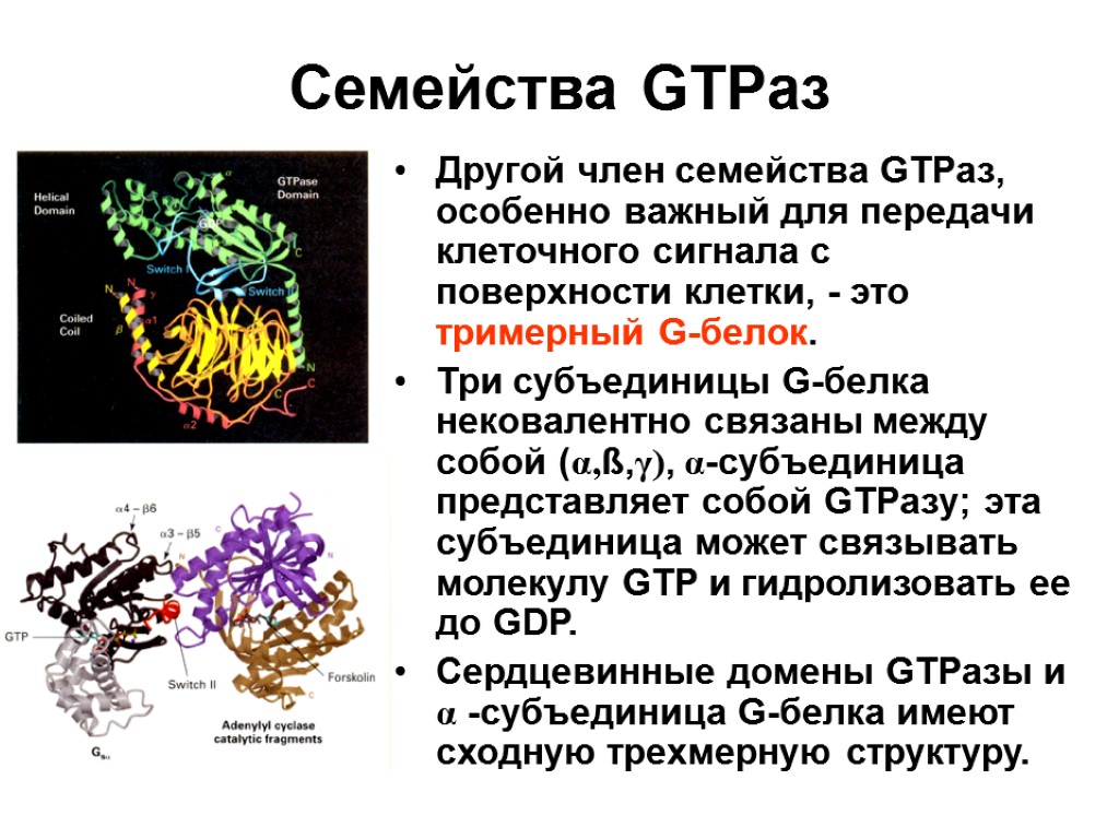 Семейства GTPaз Другой член семейства GTPaз, особенно важный для передачи клеточного сигнала с поверхности